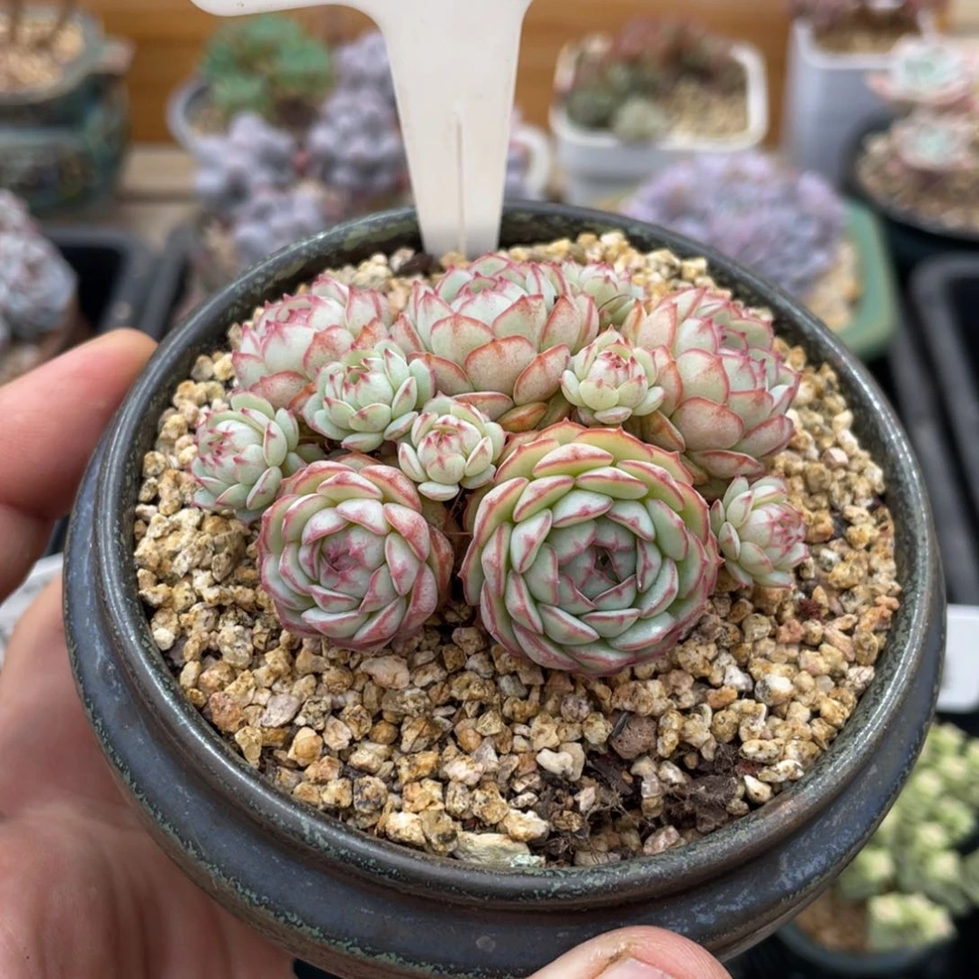 0280小红衣不带盆7厘米