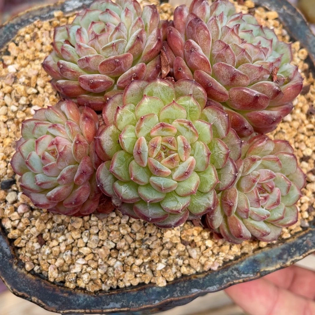 小****粥0696白胖子群啦啦啦