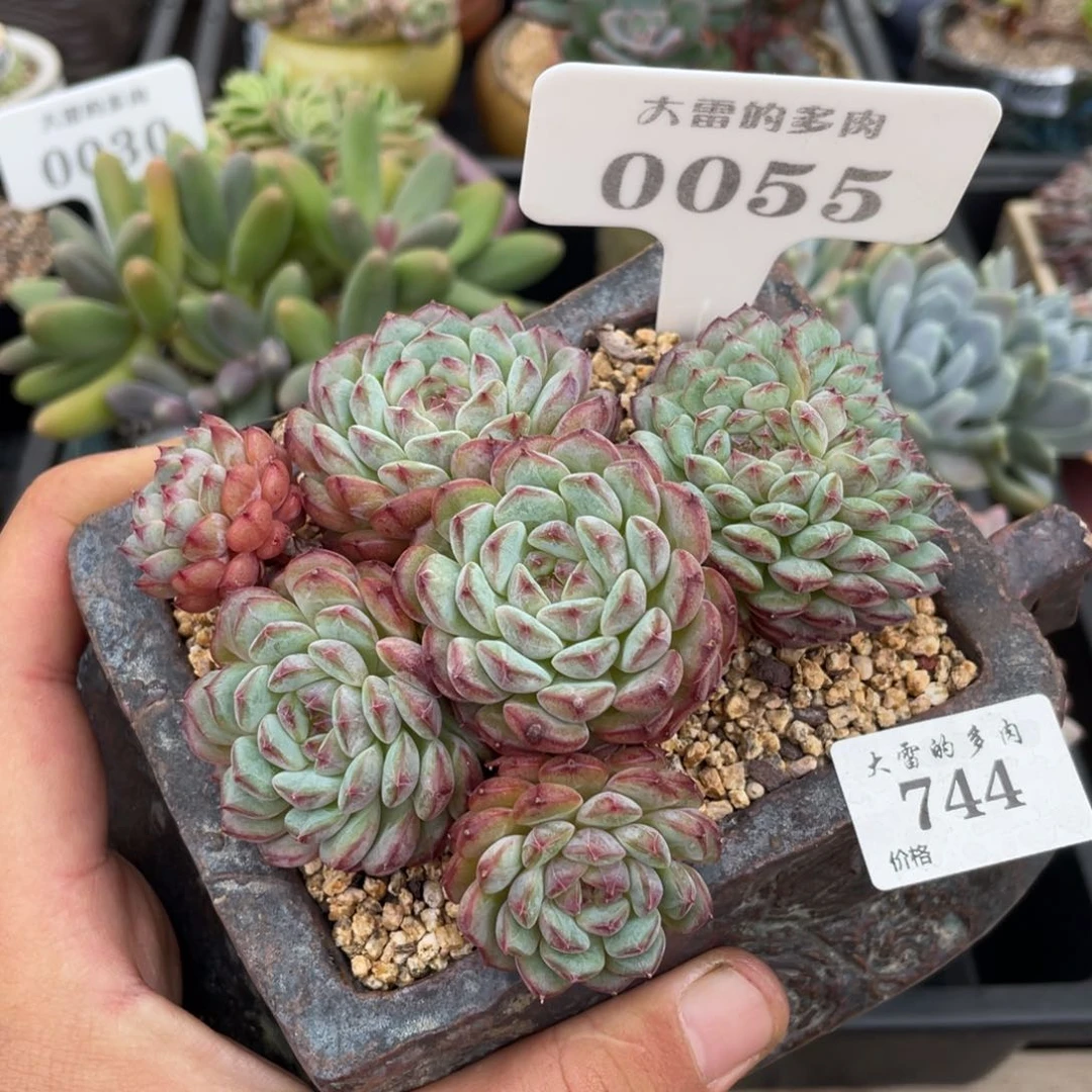 0055白胖子不带盆12厘米