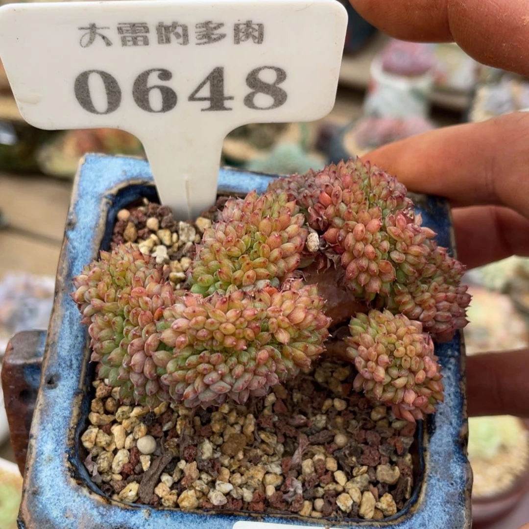 我***二0648冰玉苗啦啦啦啦
