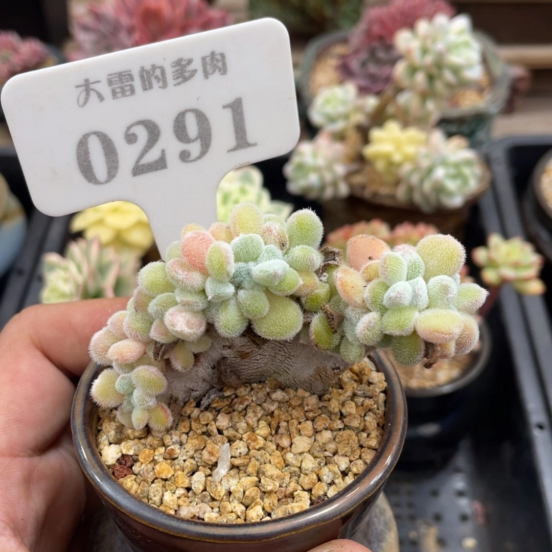 0291雪绒兔不带盆7厘米