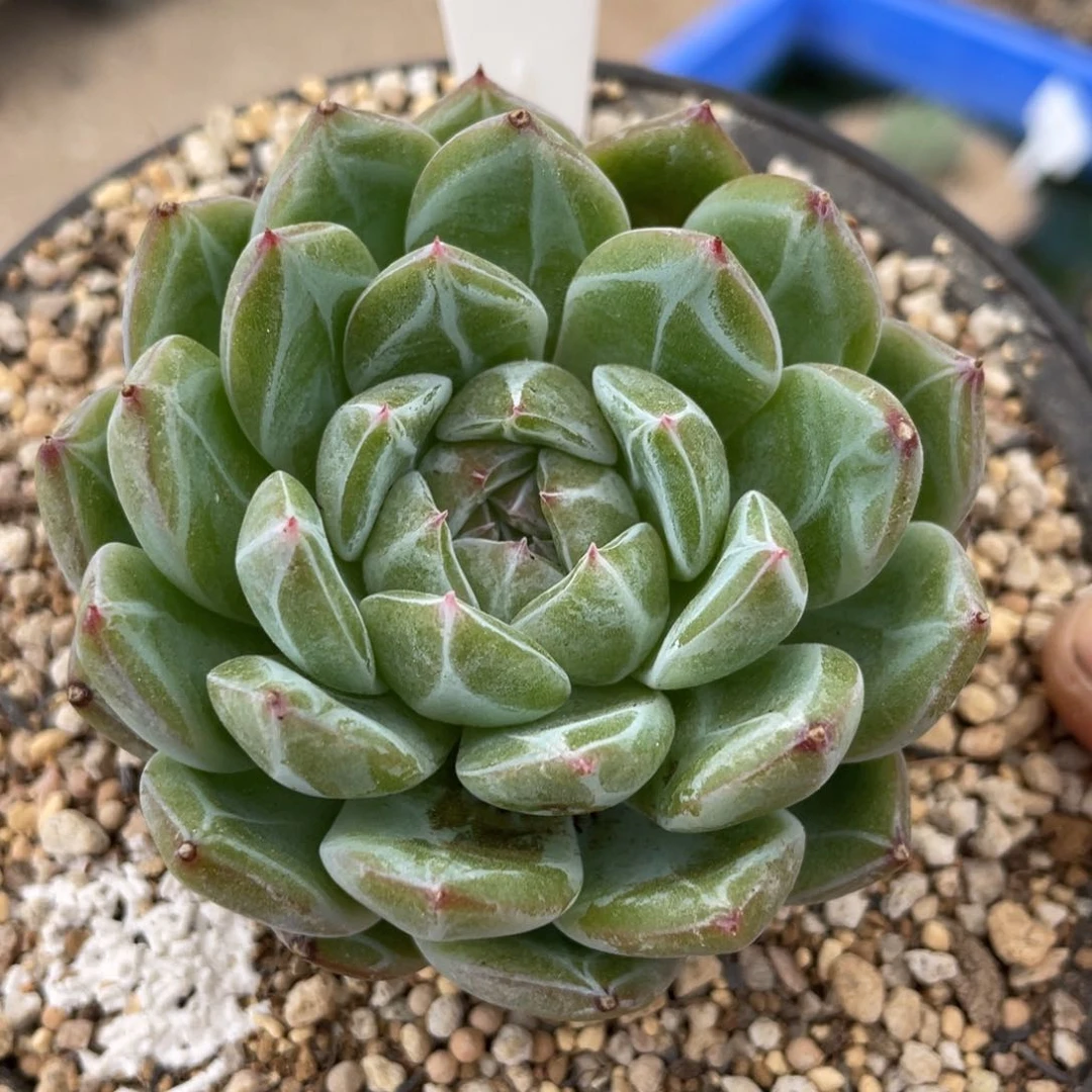 1****柒0288雪花啦啦啦啦