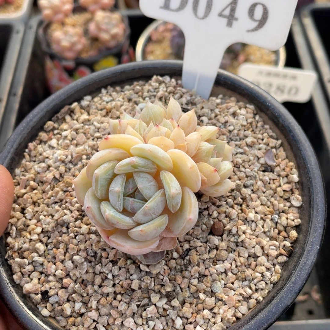 049劳林不带盆6厘米