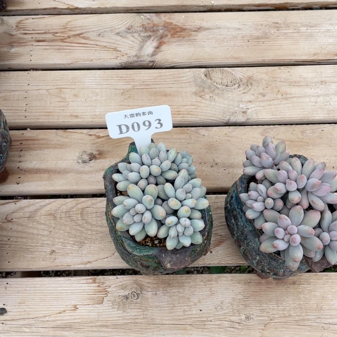 093汤圆不带盆啦啦啦啦啦