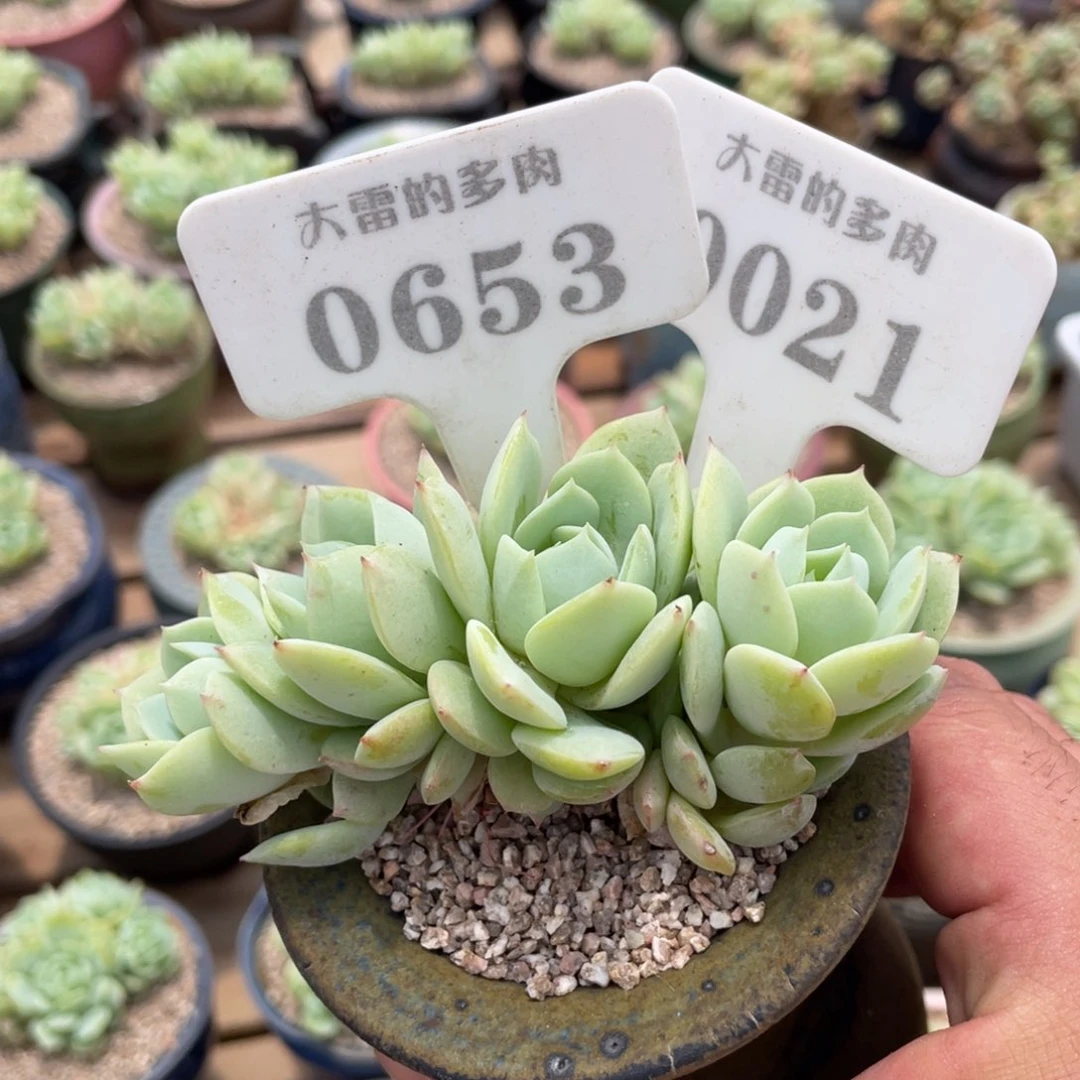 ✨***o0021的盆啦啦啦啦啦