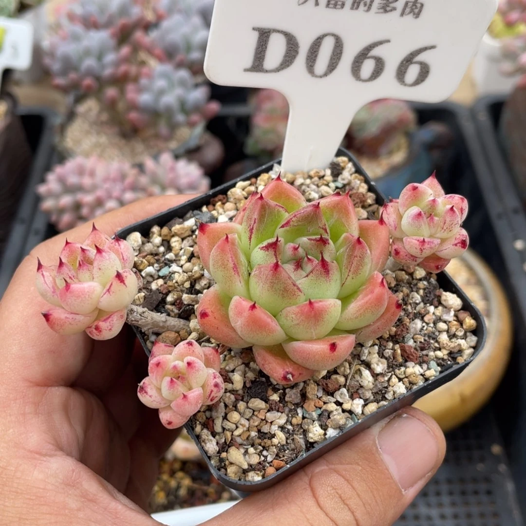 ！066金色石英不带盆9厘米