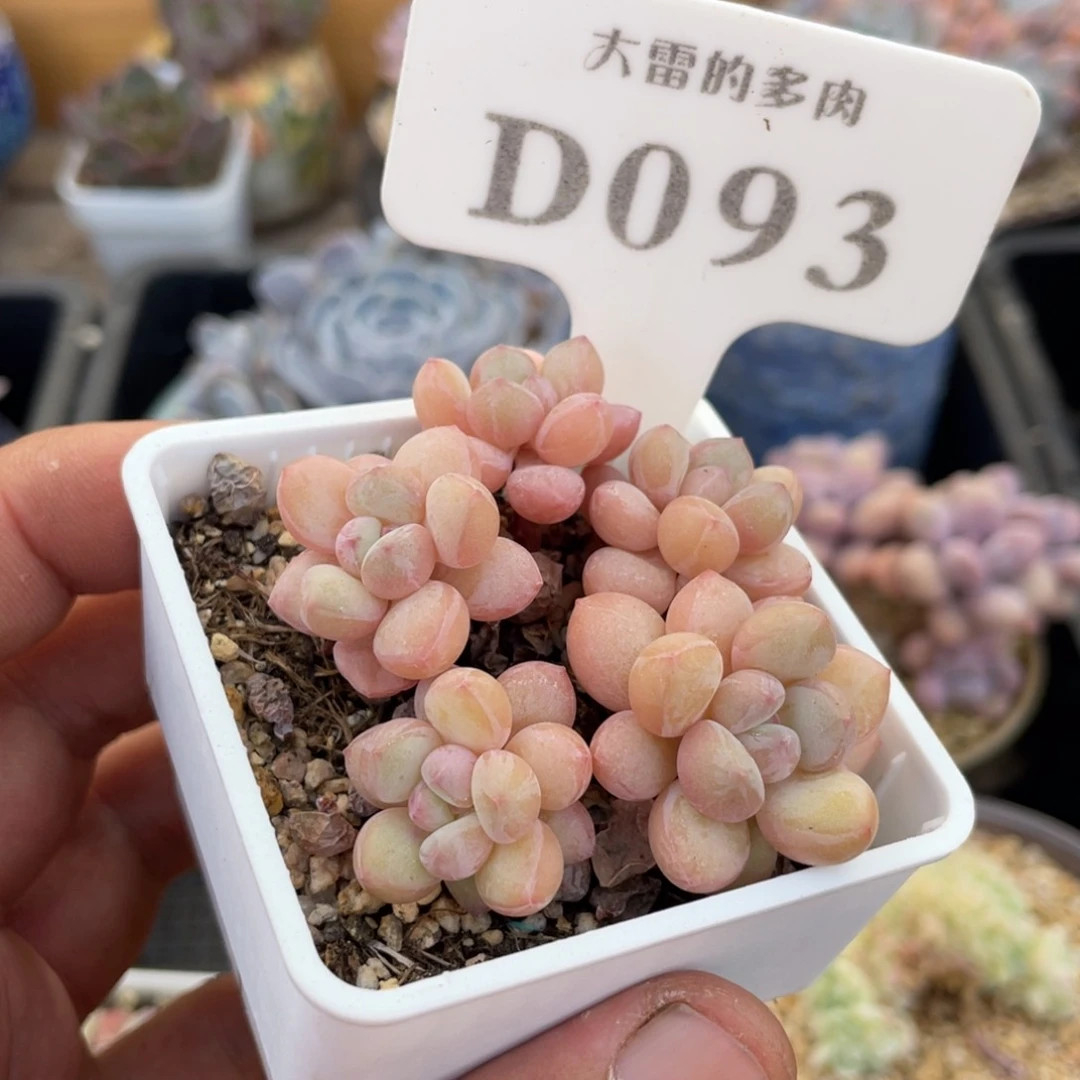 093泡泡糖不带盆6厘米