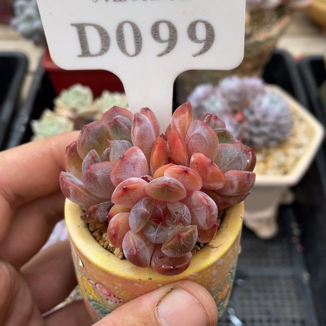 099红恋不带盆6厘米