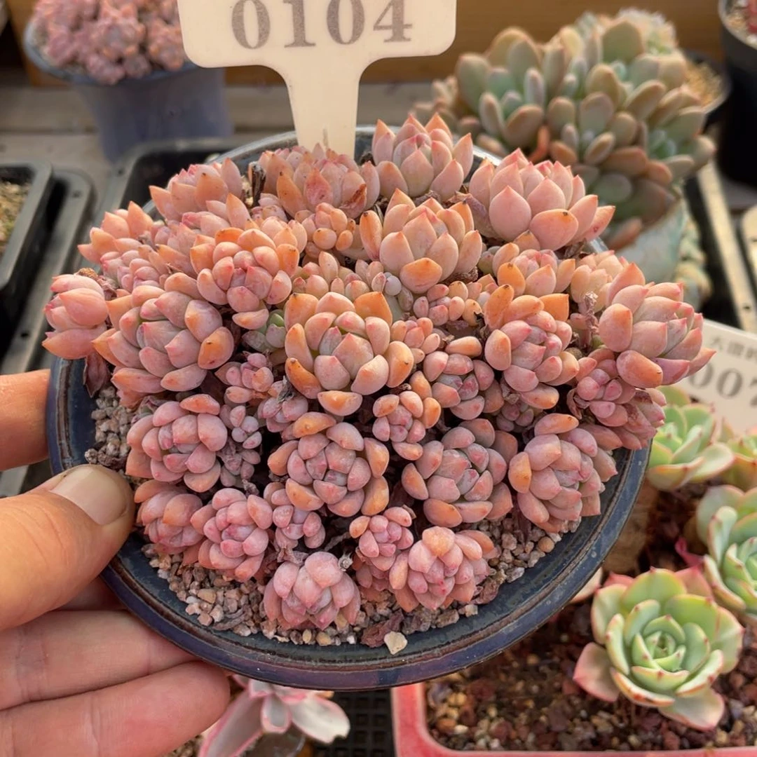 0104桃酥不带盆13厘米