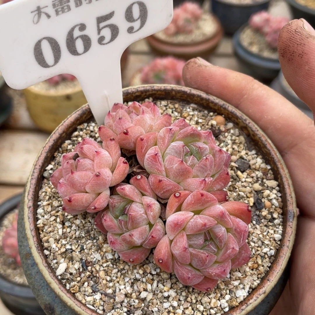 韶***货0659佳人不带盆啦啦