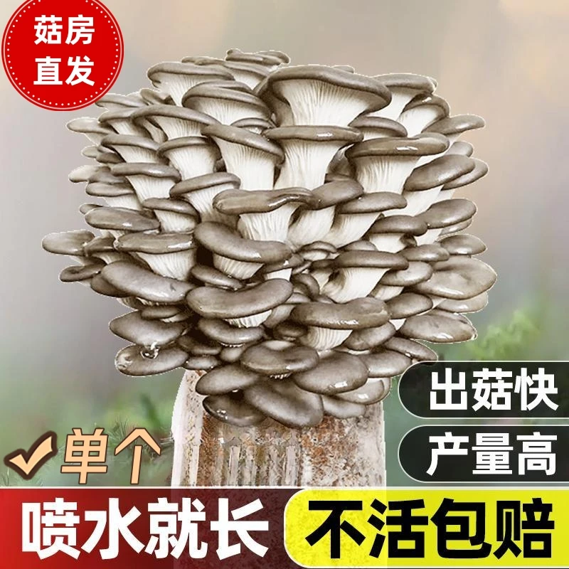 蘑菇菌包种植蘑菇种植包蘑菇种子平菇家庭种植蘑菇菌