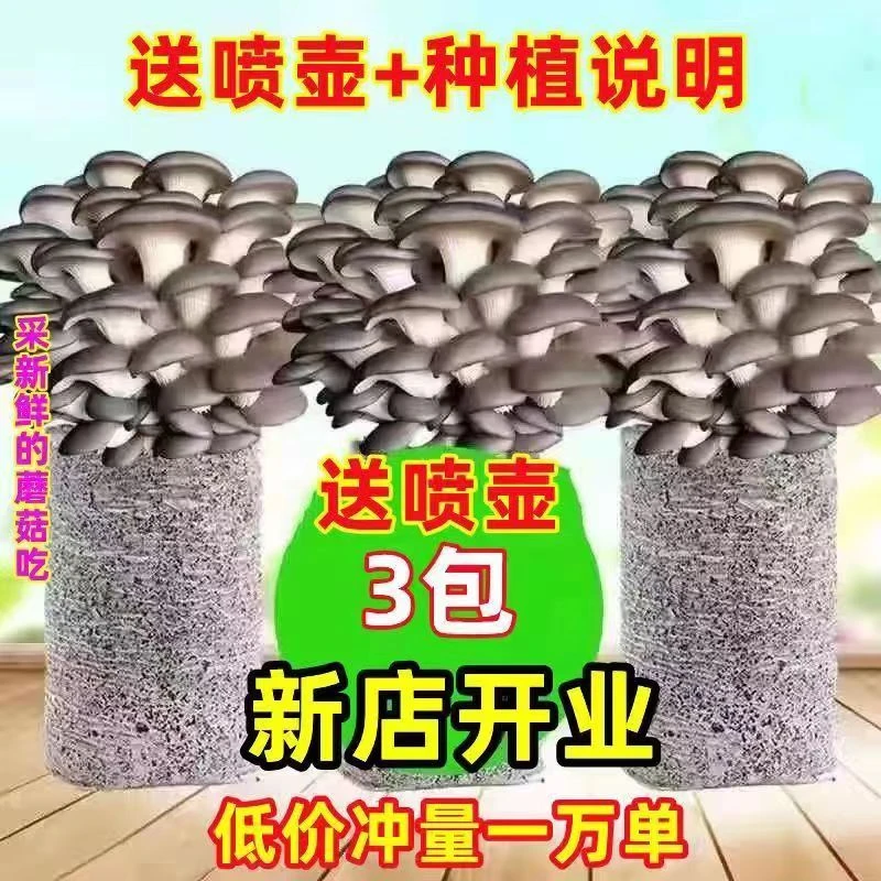 【买一发三】菌种家种蘑菇菌包家庭室内种植食用菌可食用菌菇1包