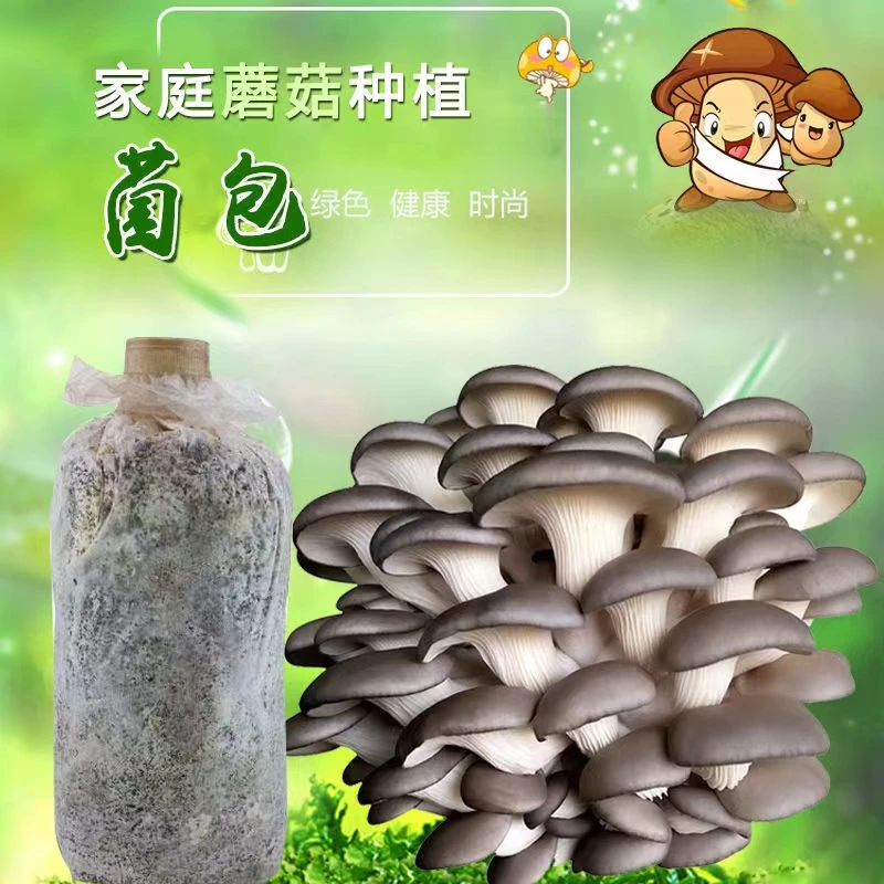 不出菇包赔蘑菇种植菌包菌菇食用平菇家庭自种新鲜菌棒盆栽