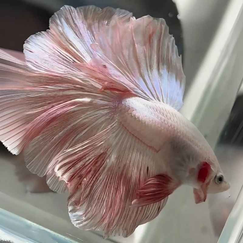 D15（337-360）泰国斗鱼小型热带观赏鱼（直播间选鱼）