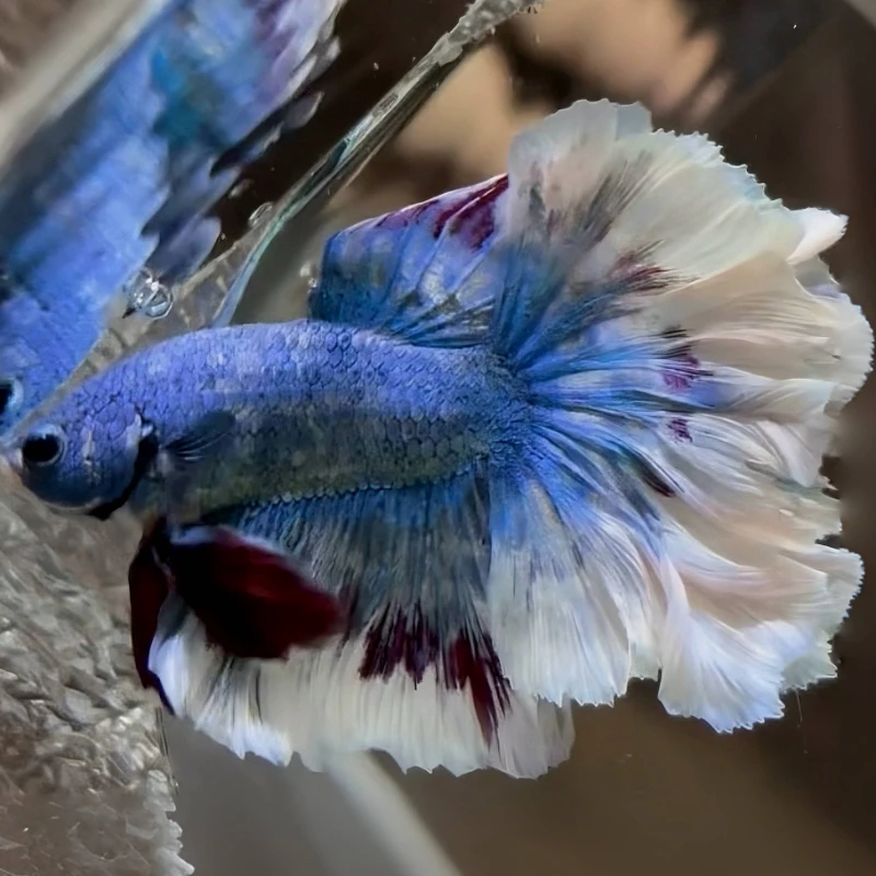 G11（241-264）泰国斗鱼小型热带观赏鱼（直播间选鱼）