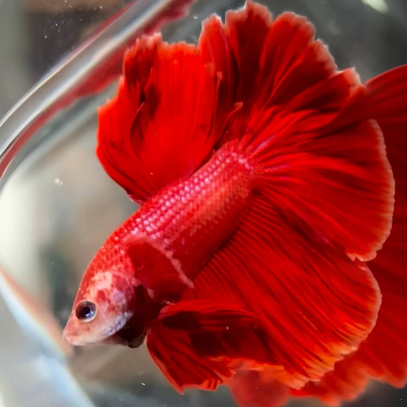 G14（313-336）泰国斗鱼小型热带观赏鱼（直播间选鱼）