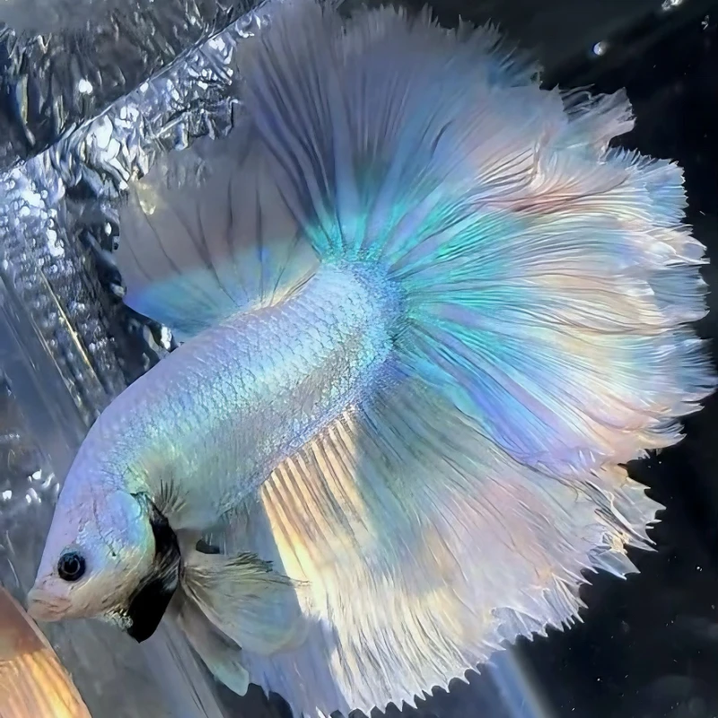 G13（289-312）泰国斗鱼小型热带观赏鱼（直播间选鱼）