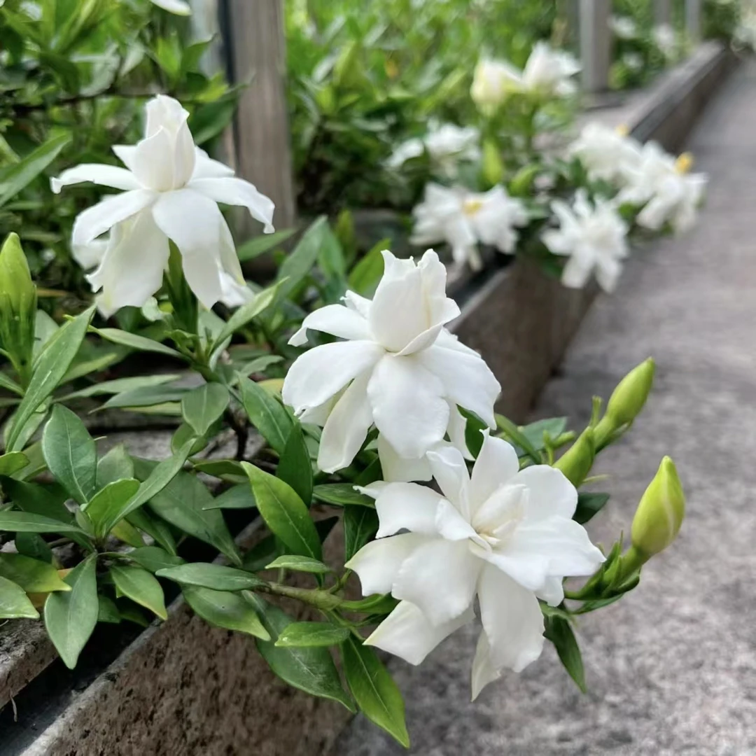 (花王）小叶栀子花浓香型栀子花·奶香栀子花多季节开花·满花苞
