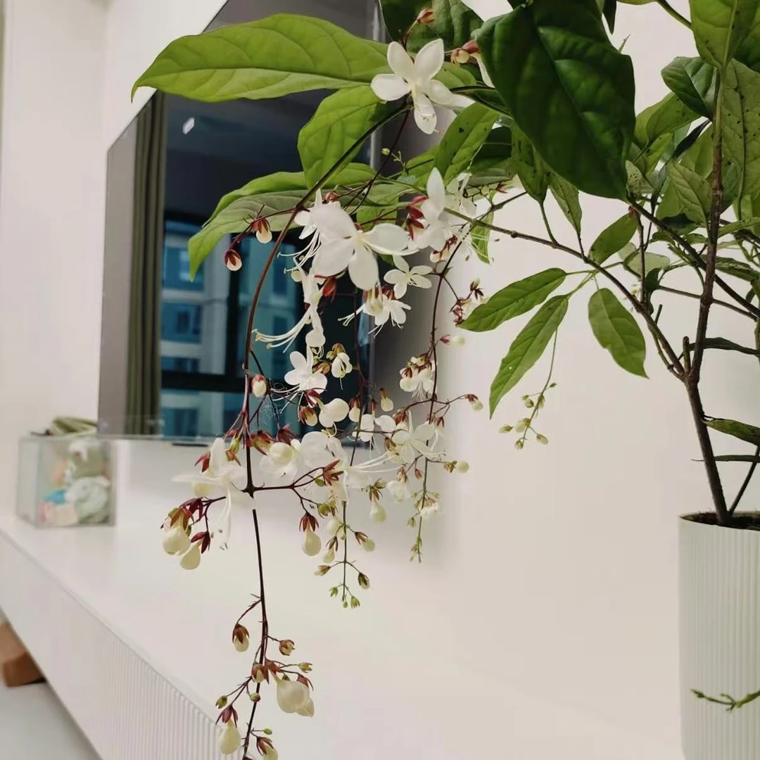 （花王）垂丝茉莉·室内高端花卉·卧室店铺客厅高端花卉