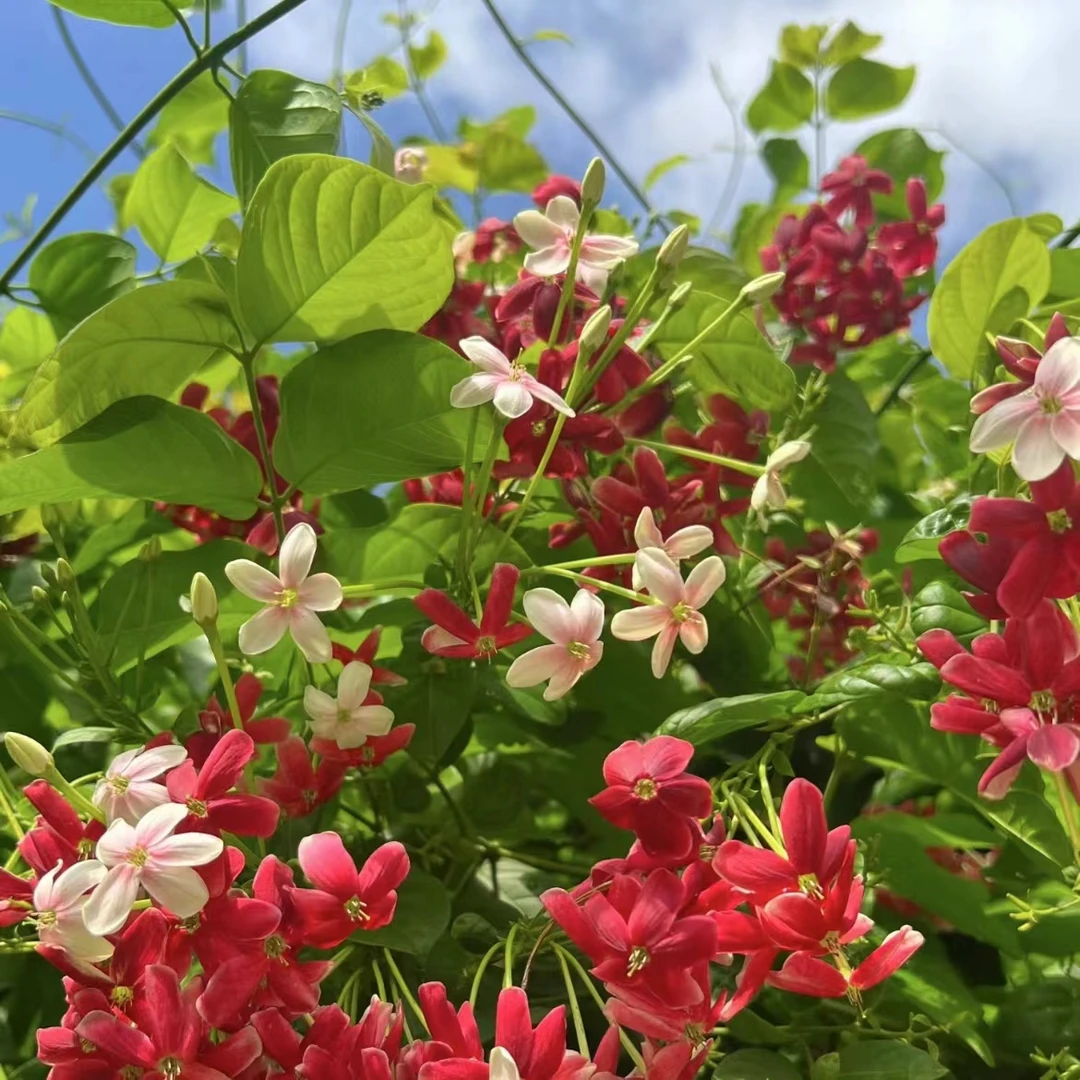 （花王）直立使君子·水君子盆栽·花中君子丛生·阳台庭院花园·带花苞
