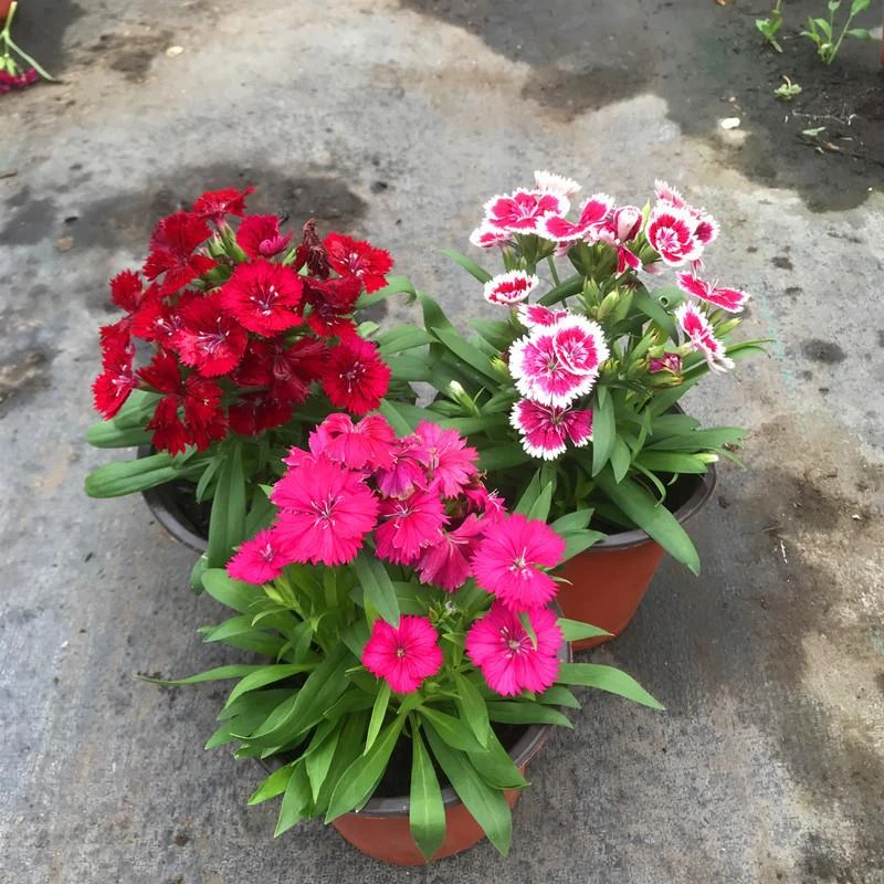 【新品】高颜值五彩石竹花盆栽室外阳台庭院植物花卉绣球石竹耐寒