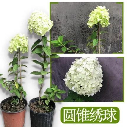 【新品】高颜值欧洲木绣球圆锥绣球花苗庭院盆栽香草草莓活力青柠