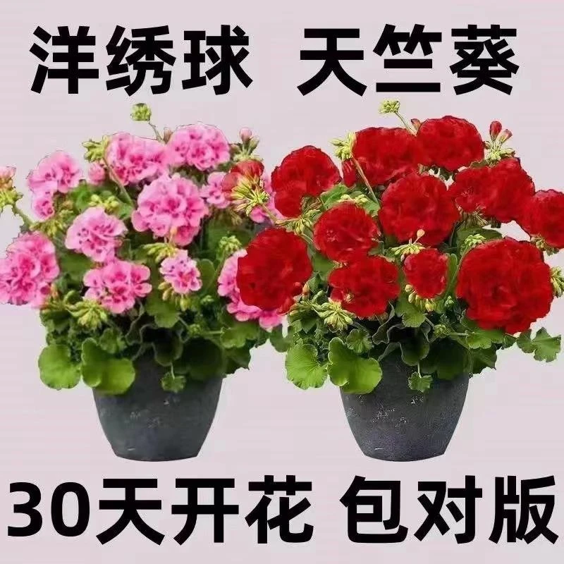 【上新】新品大花天竺葵花苗盆栽带花苞四季开花不断发货重瓣花卉