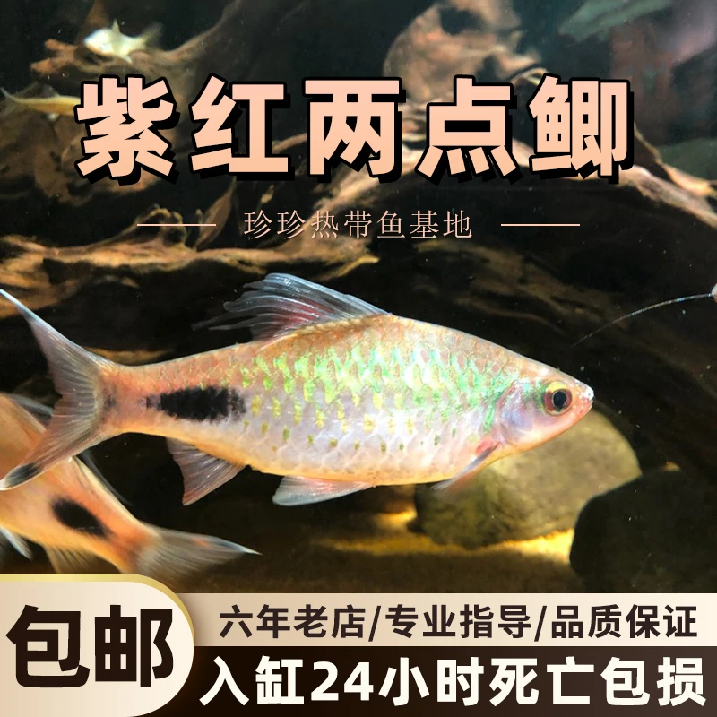 紫红两点鲫热带观赏鱼钻石彩虹鲫黑影道人温顺淡水草缸活体小型鱼