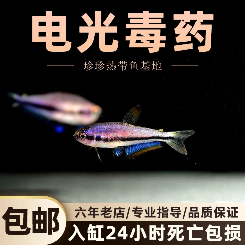 电光毒药观赏鱼小型灯鱼稀有南美草缸热带鱼观赏鱼群游淡水活体