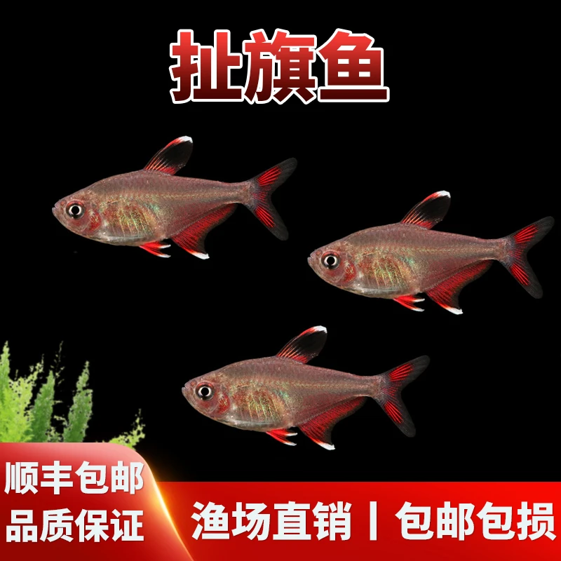 观赏鱼扯旗鱼红衣梦幻旗灯哥伦比亚梦幻旗热带淡水小型灯科脂鲤鱼