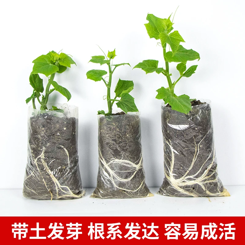 佛手瓜苗秧苗佛手瓜种瓜苗蔬菜种籽蔬菜苗佛手瓜幼苗秧种瓜苗四季
