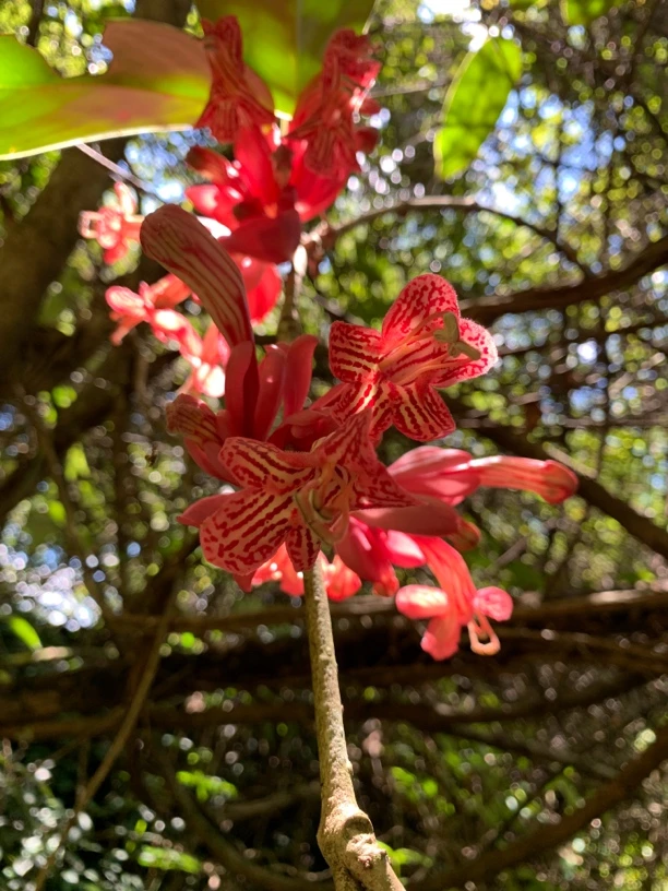 云南奇花香花球兰