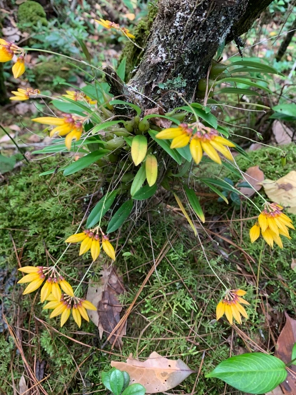 云南滇藏香花奇花