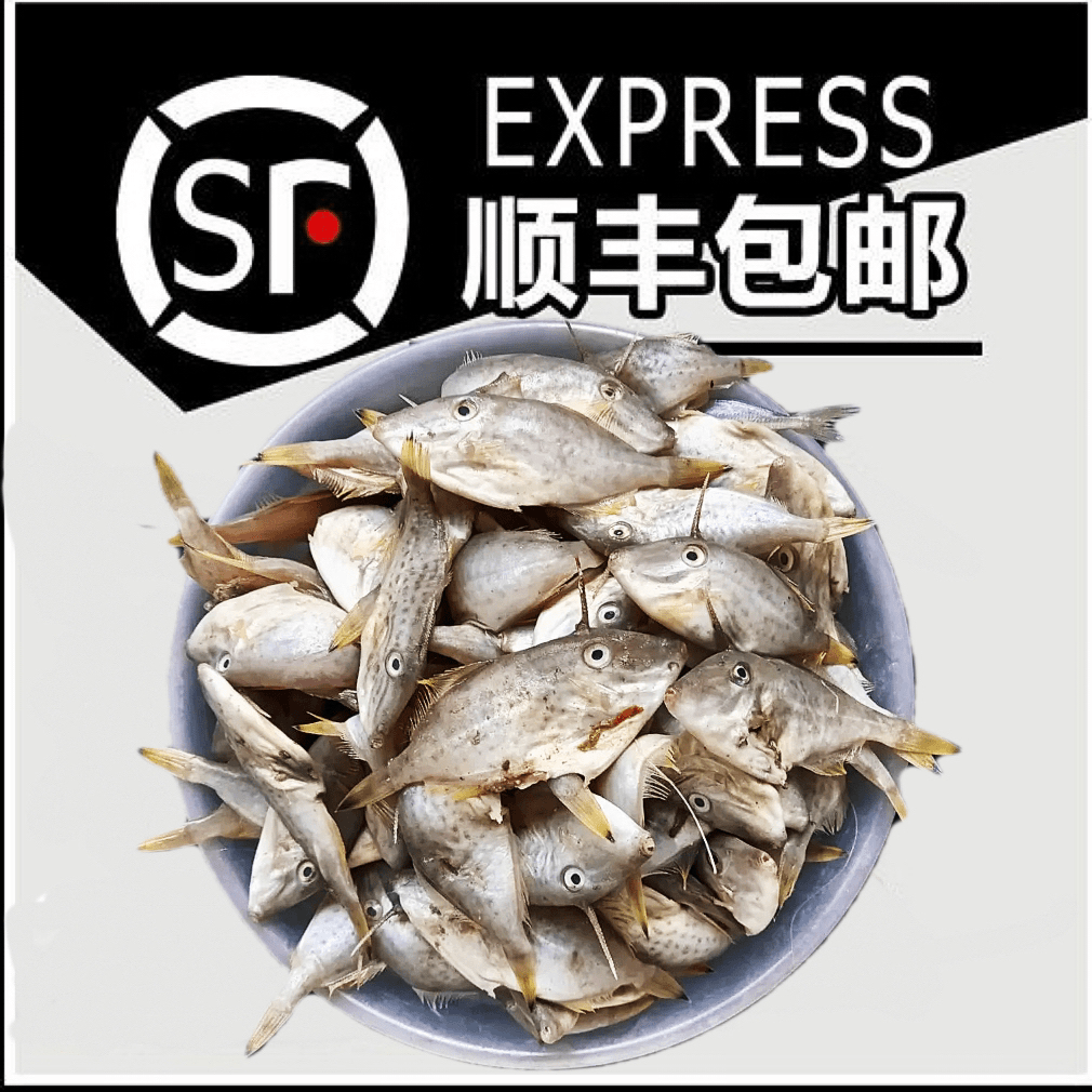 【长迪鱼】惠来神泉港浅海长迪仔鱼/小剥皮迪5包优质原产地顺丰包邮