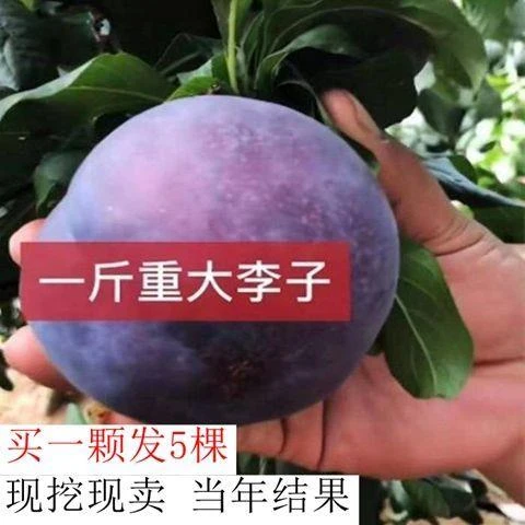 嫁接黑霸李子苗特大晚熟脆甜黑霸王树苗南北方种植当年结果果树苗