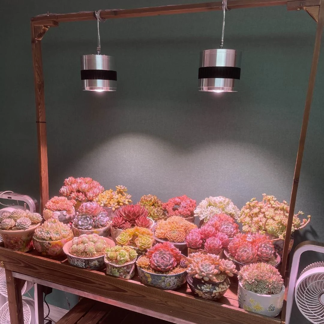 【田叔叔定制】喜绿可定制新款防腐实木花架子+移动阶梯专用落地架M