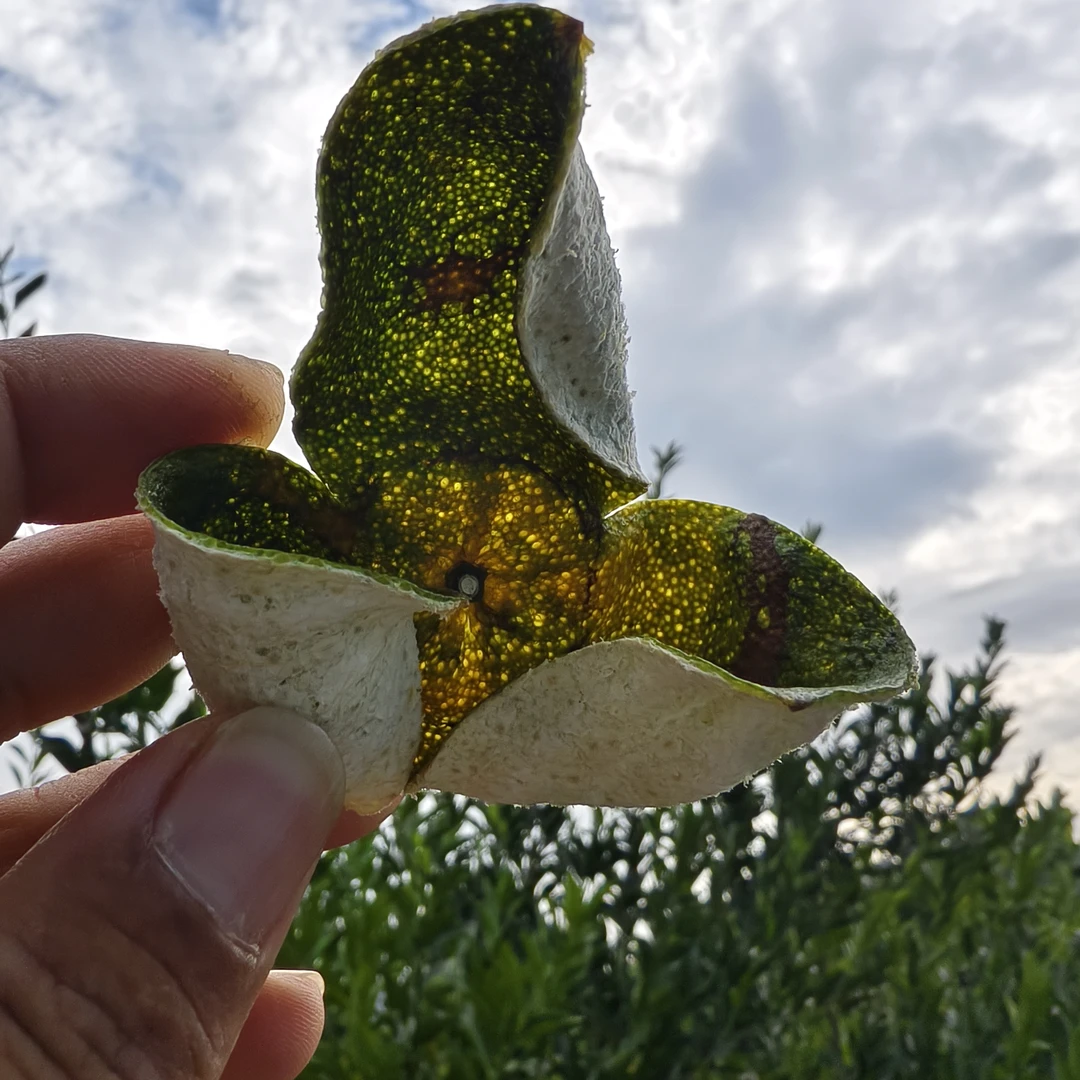 收藏级2024原枝二红干皮霸气花香香气纯正无集味