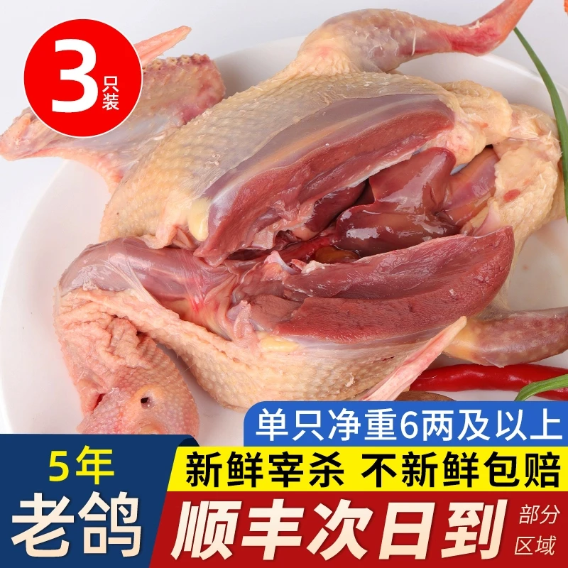 鸽子肉新鲜现杀农家散养乳鸽煲汤乳鸽老冷冻冷冻现杀新鲜顺丰包邮