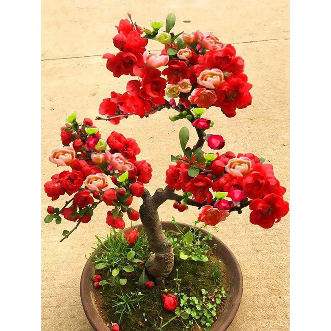 海棠花盆栽树苗盆景重瓣老桩庭院绿植物室内四季花卉开花好养易活