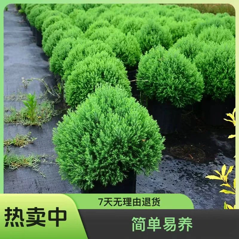 皮球松盆栽 松柏球球形的柏树室内外绿色小植物四季常青空气好