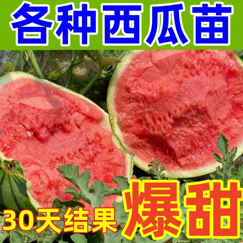 早熟高产8424嫁接西瓜苗麒麟懒汉无籽西瓜秧苗盆栽地栽阳台庭院