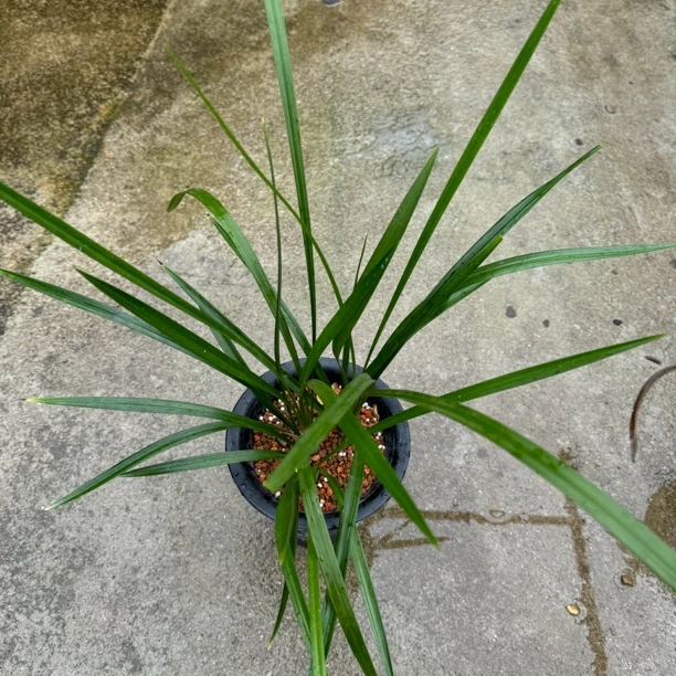 建兰寒兰直播间链接养护光照开花种植大小生长根部植株清新施肥