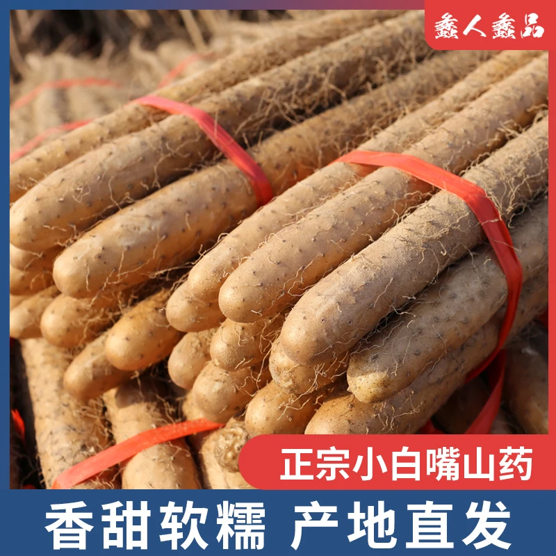 河北蠡县麻山药原产地绿色香甜小白嘴山药4.5斤【团】直达新鲜健康