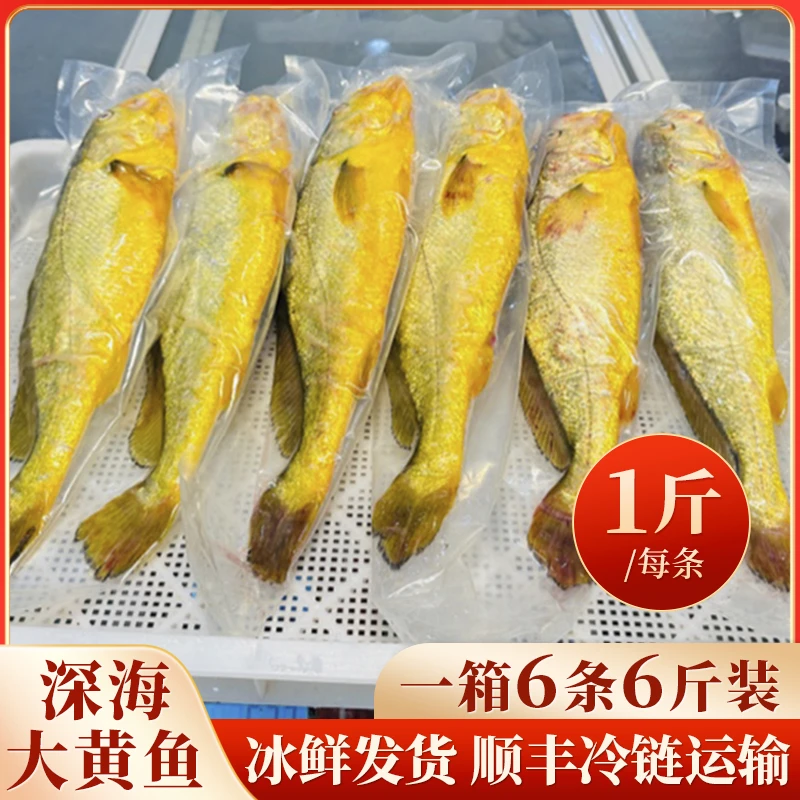 宁德深海大黄鱼，一箱6条6斤装，发货，顺丰包邮到货现捕水产海鲜