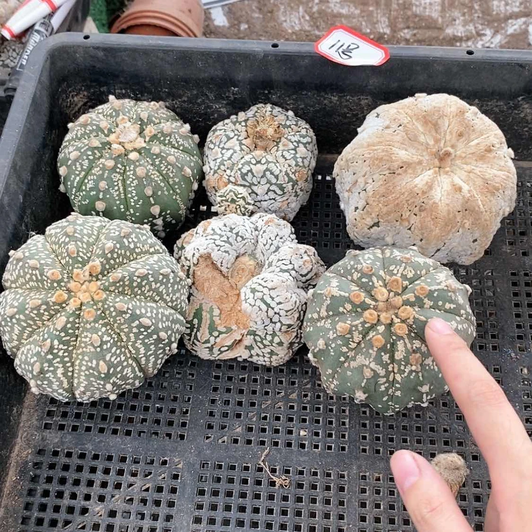 【闪购商品】11号福利框兜有缺口又裂开