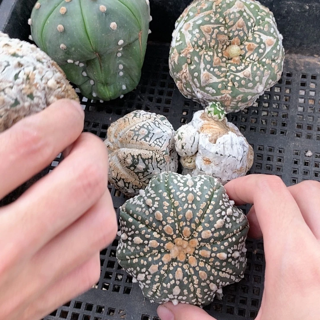 【闪购商品】19号福利框兜有缺口有裂开