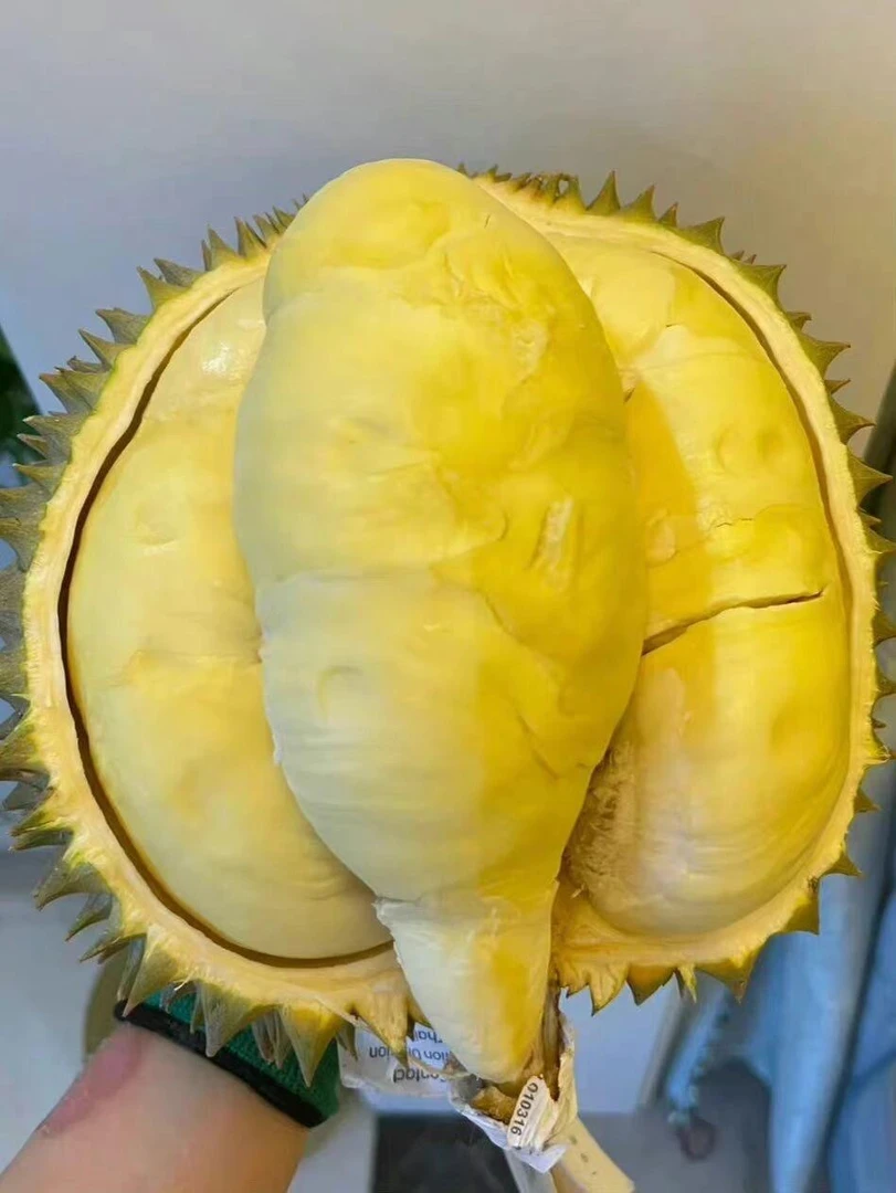 榴莲泰国金枕