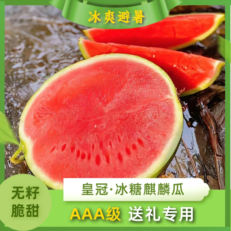 【无籽】礼品级-美都皇冠冰糖麒麟西瓜-脆甜爽口-7-8斤