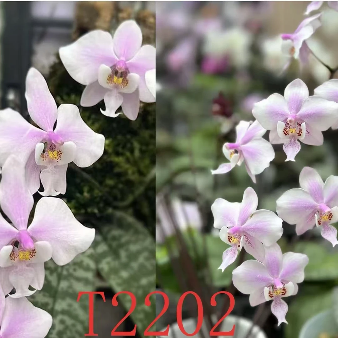 全天香【西雷利】多花苞 好养赏花闻香室内盆栽绿植