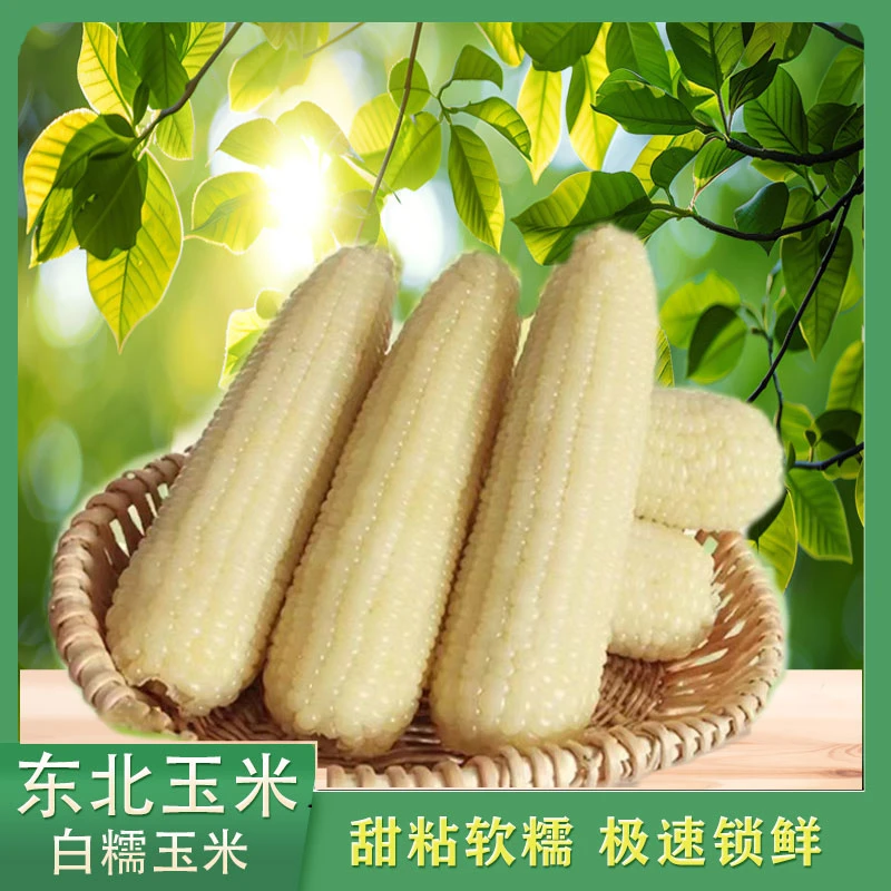 【试吃一根】白糯玉米真空锁鲜袋10根4.5-5斤甜嫩颗粒饱满白玉米Z